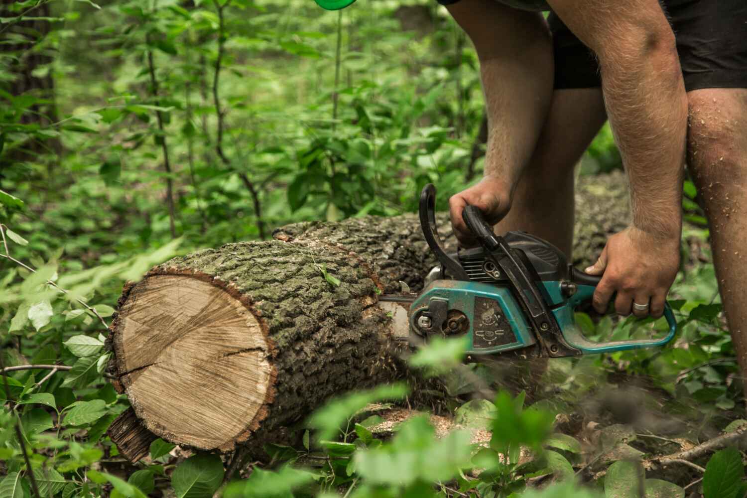 The Steps Involved in Our Tree Care Process in Fort Bliss, TX